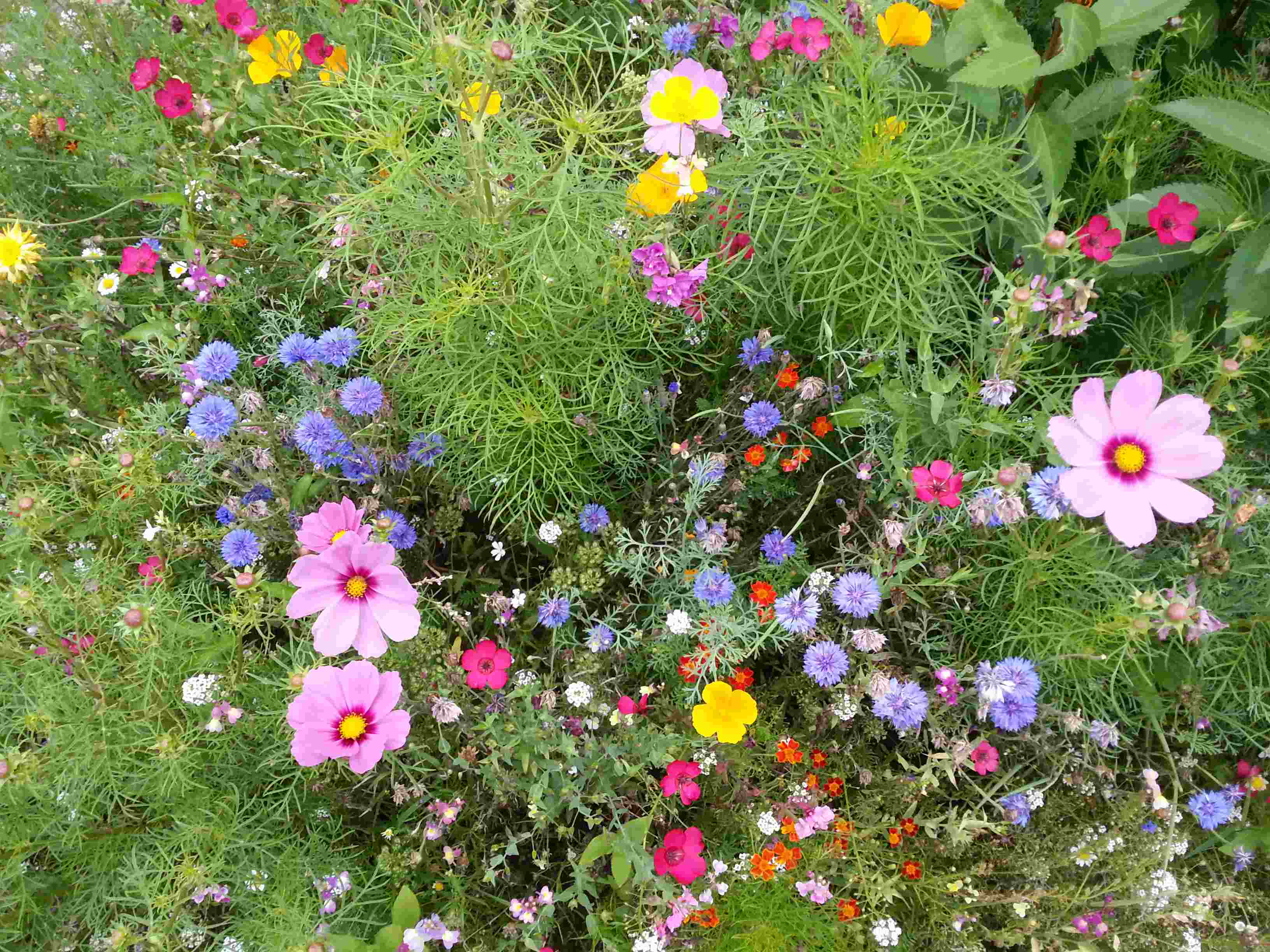 Sommerbild